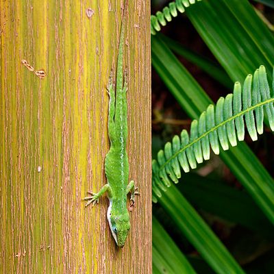 Gecko