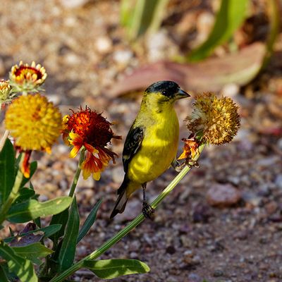 Lesser Goldfinch - male