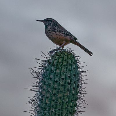 Cactus Wren