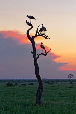 Maribou storks cluster for the night