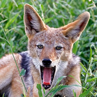 Black-backed Jackal