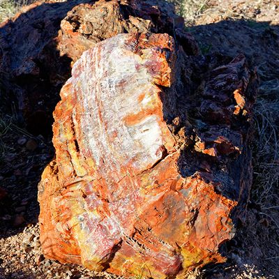 Petrified log