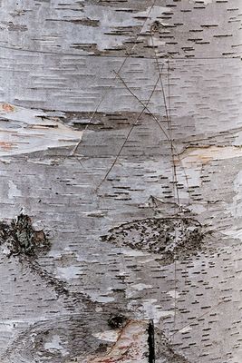 White birch tree abstract #1