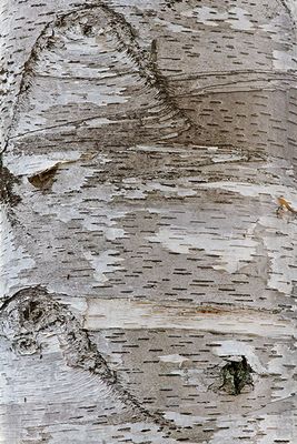 White birch tree abstract #2