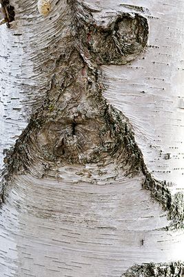 White birch tree abstract #3