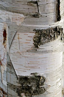 White birch tree abstract #4