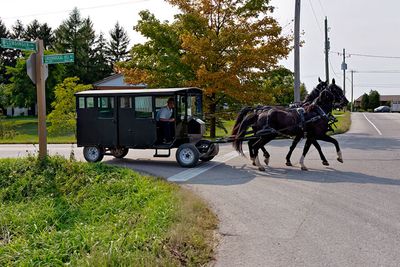 2 horsepower Amish buggy