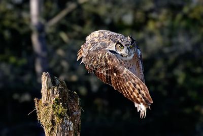 Great Horned Owl