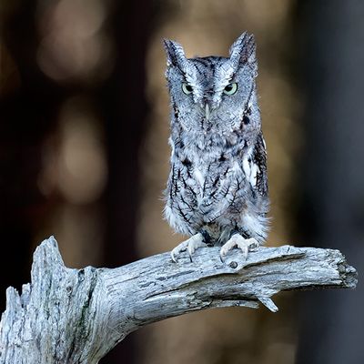 Eastern Screech Owl