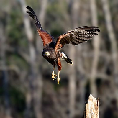 Harris's Hawk