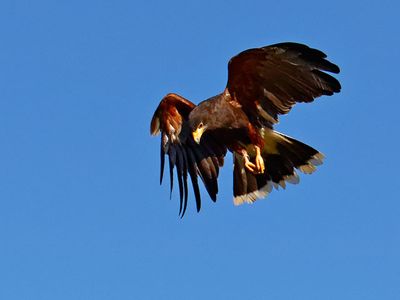 Harris's Hawk