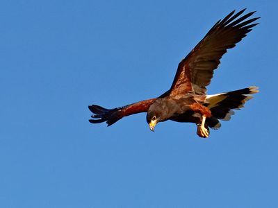 Harris's Hawk