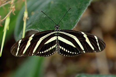 Zebra Longwing