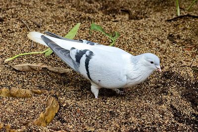 White Rock Dove