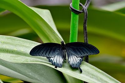 Male Asian Swallowtail