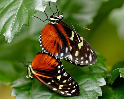 Tarricina Butterfly