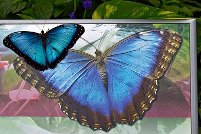 Picture Perfect Morpho Butterfly