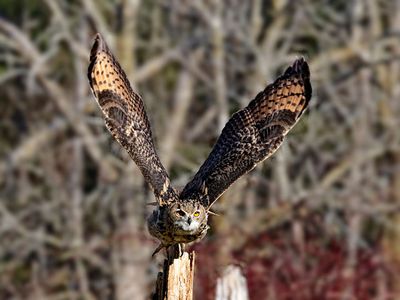 Eurasian Eagle Owl