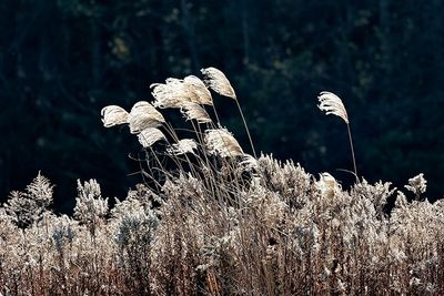 South Western Ontario