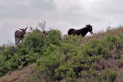 Wild Burros