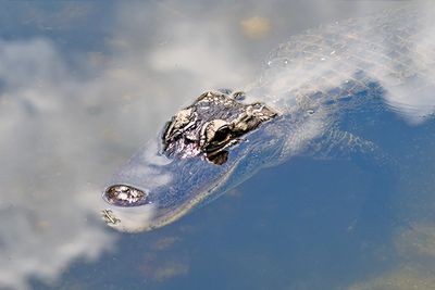 Aligator head