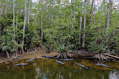 A congregation of alligators