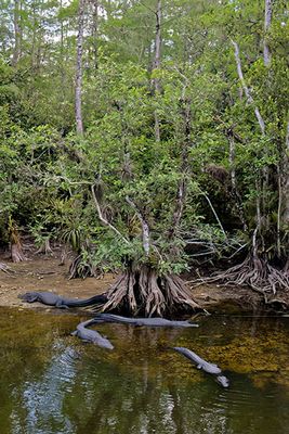 A congregation of alligators