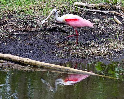 Roseate Spoonbill