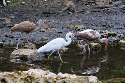 A pair of immature White Ibis behind Snowy Egret