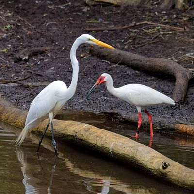 Great Egret and White Ibis
