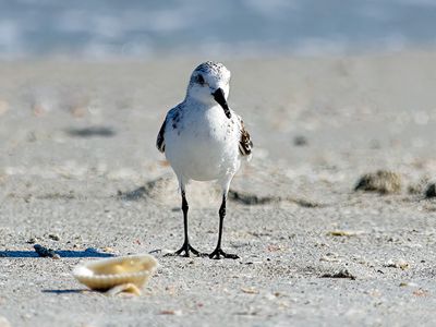 Sanderling