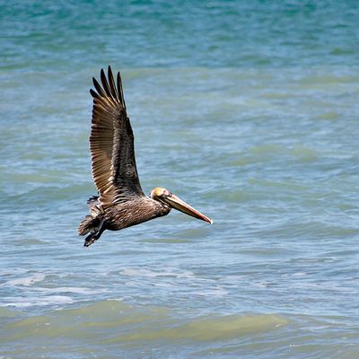 Brown Pelican