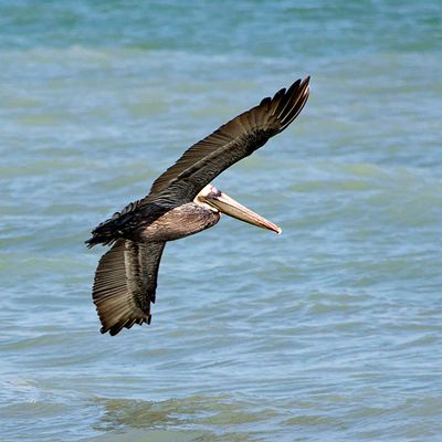 Brown Pelican
