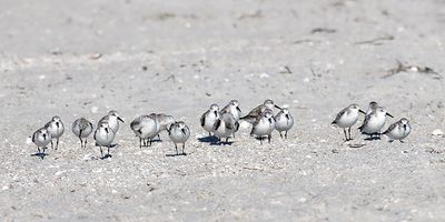 Sanderlings