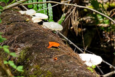Fungi
