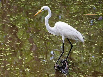 Great Egret