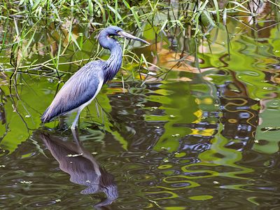 Tricolored Heron