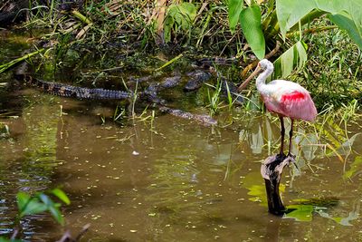 Roseate Spoonbill (and baby alligators)