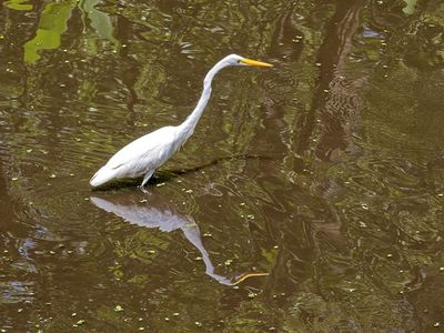 Great Egret