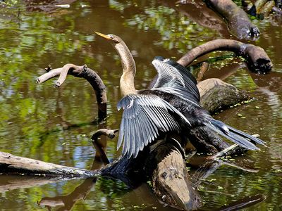 Anhinga