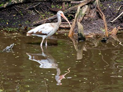 White Ibis