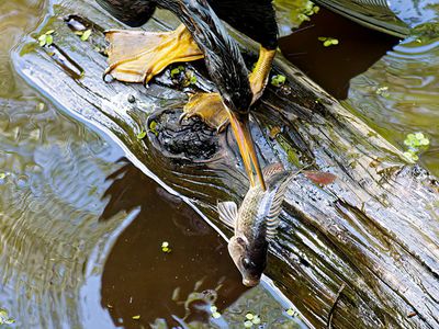 Speared fish