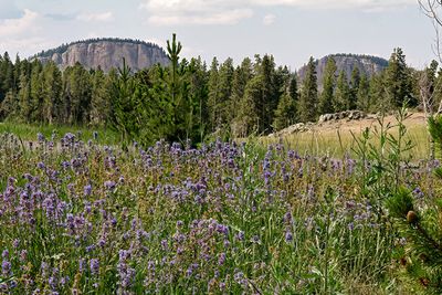 In the Bighorn National Forest