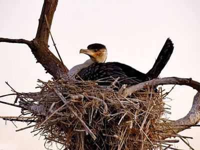 White-breasted cormorant nesting