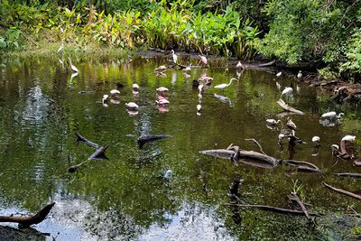 Corkscrew Swamp Sanctuary, Florida
