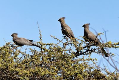 Grey Louries