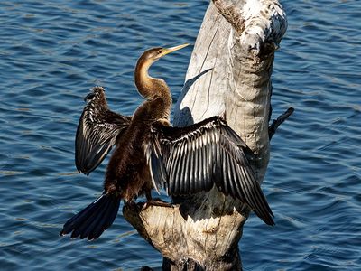 African Darter