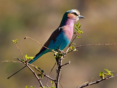 Lilac-breasted Roller