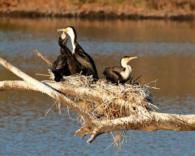 White-breasted cormorants