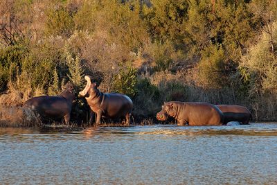 Hippo in Lengau Dam